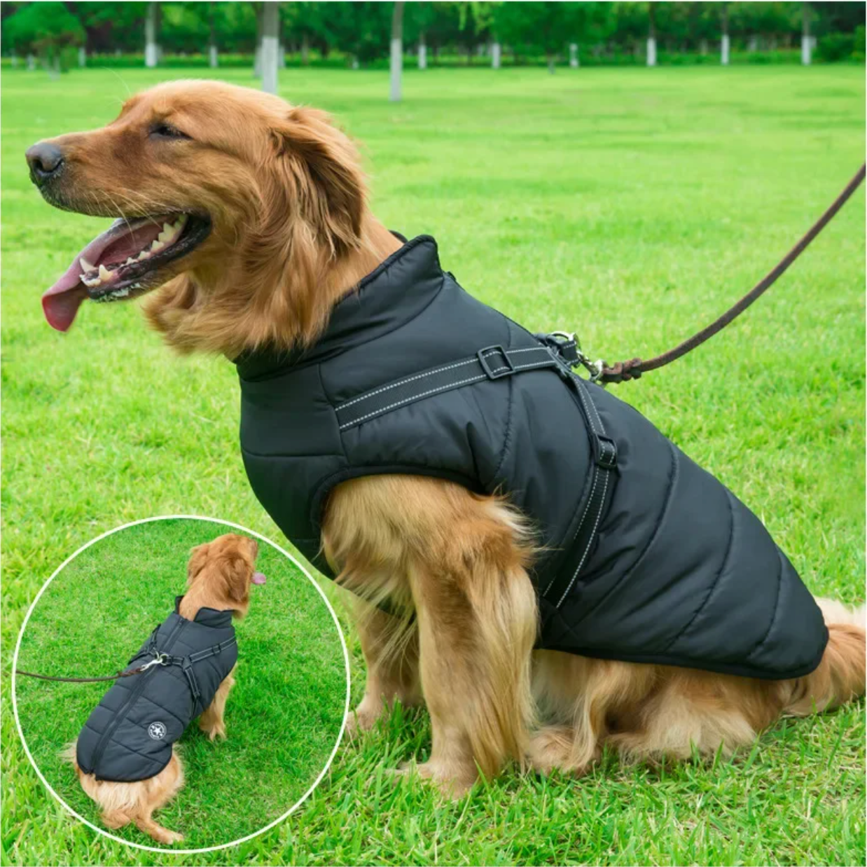 Ashford™ Canine Coat