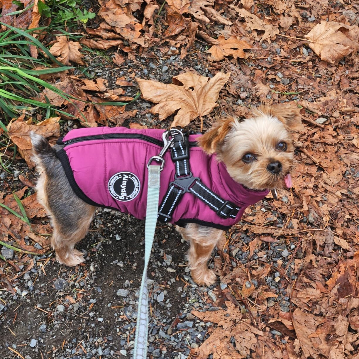 Ashford™ Canine Coat